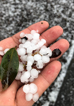a hand holding pea-sized hail