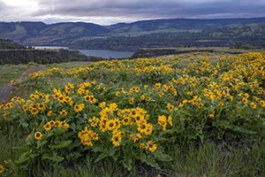 A field of yellow wildflowers in Oregon's Columbia River Gorge