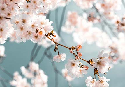 pink cherry blossoms